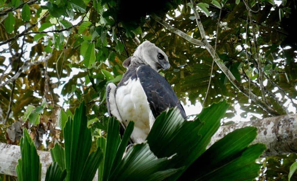 Amazon Birding in Ecuador - Departures
