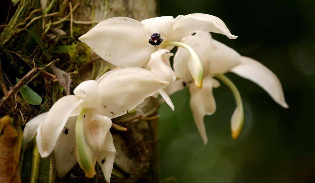 The Orchids of the Amazon Rainforest in Ecuador.