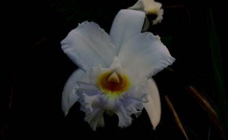 Orchid of Ecuador